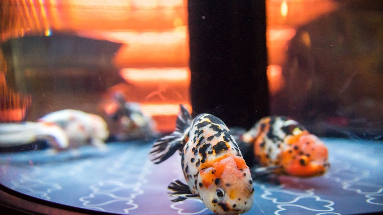 Central 350,000-litre open indoor tank at Sumida Aquarium