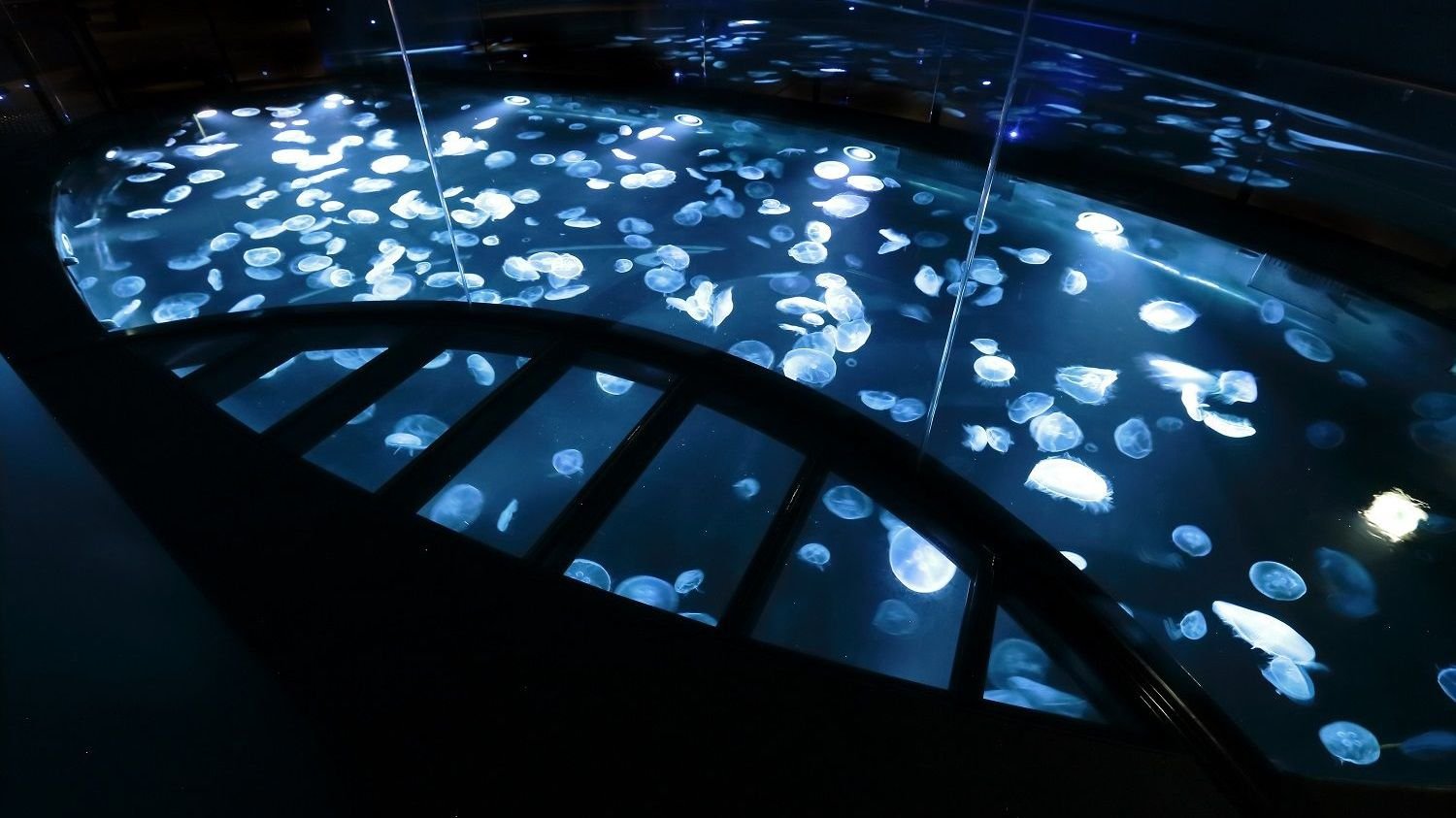 Penguins swimming in the open indoor tank at Sumida Aquarium