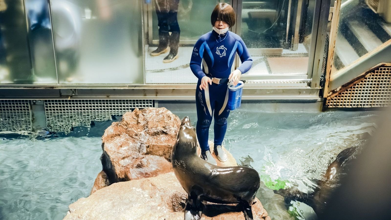 Fur seals in the central aquarium habitat in Tokyo