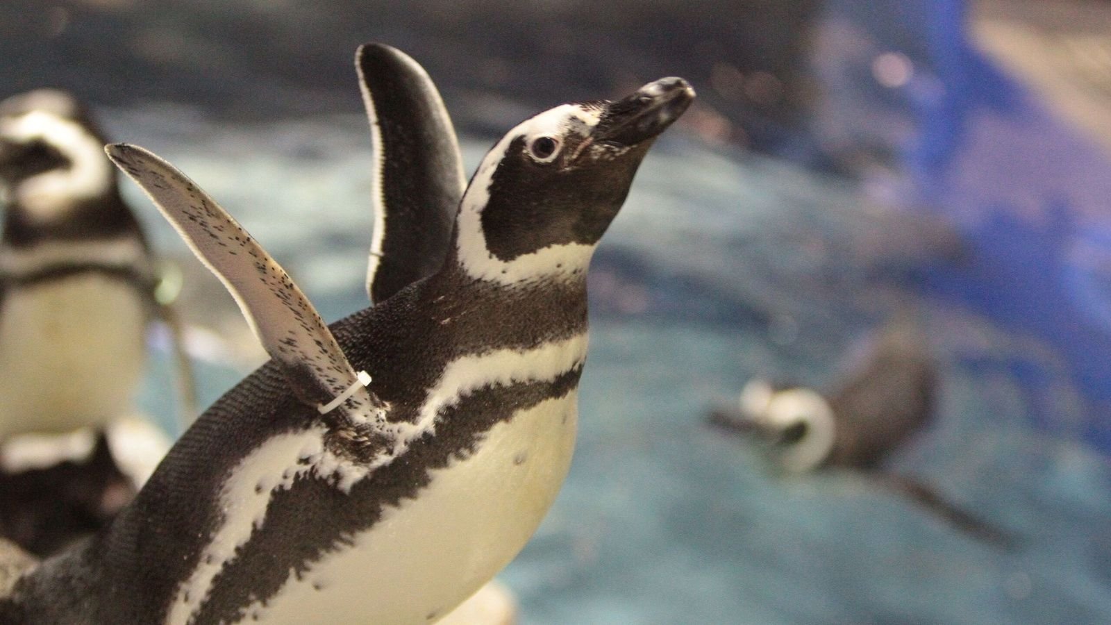Themed marine life zone at Sumida Aquarium Tokyo