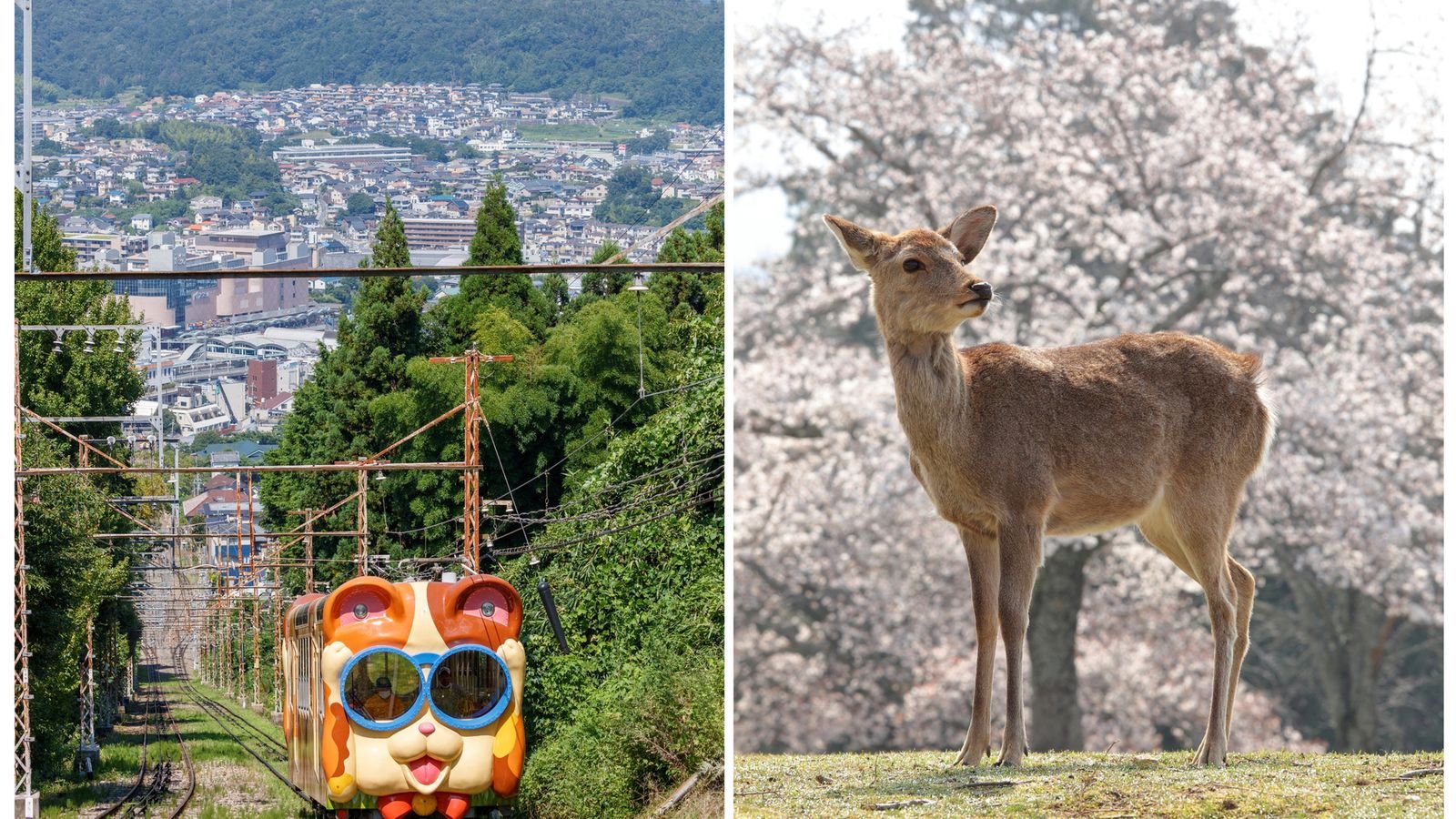 Kintetsu Rail Pass attraction