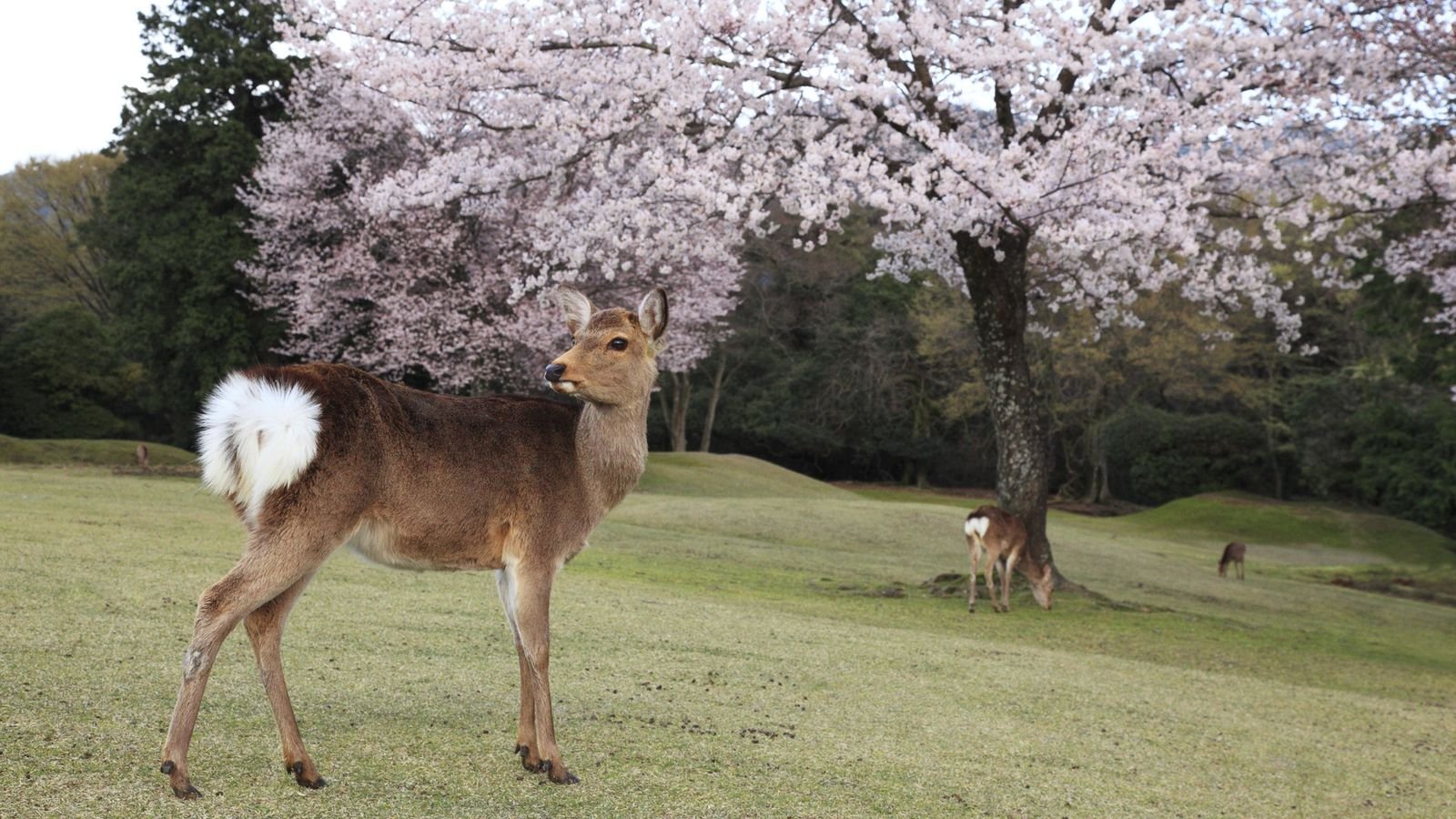 Ise Grand Shrine grounds in Mie Prefecture