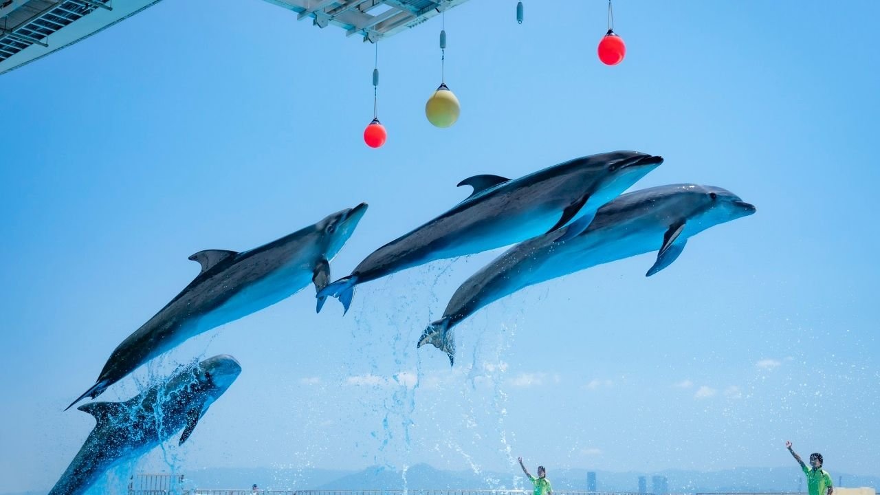 Genkai Sea Tank display at Marine World Uminonakamichi