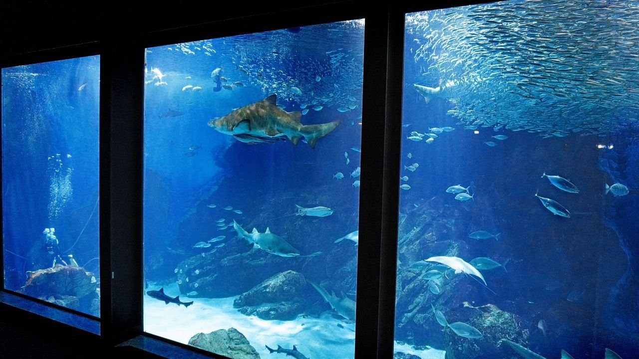 Marine animal presentations at Marine World Uminonakamichi