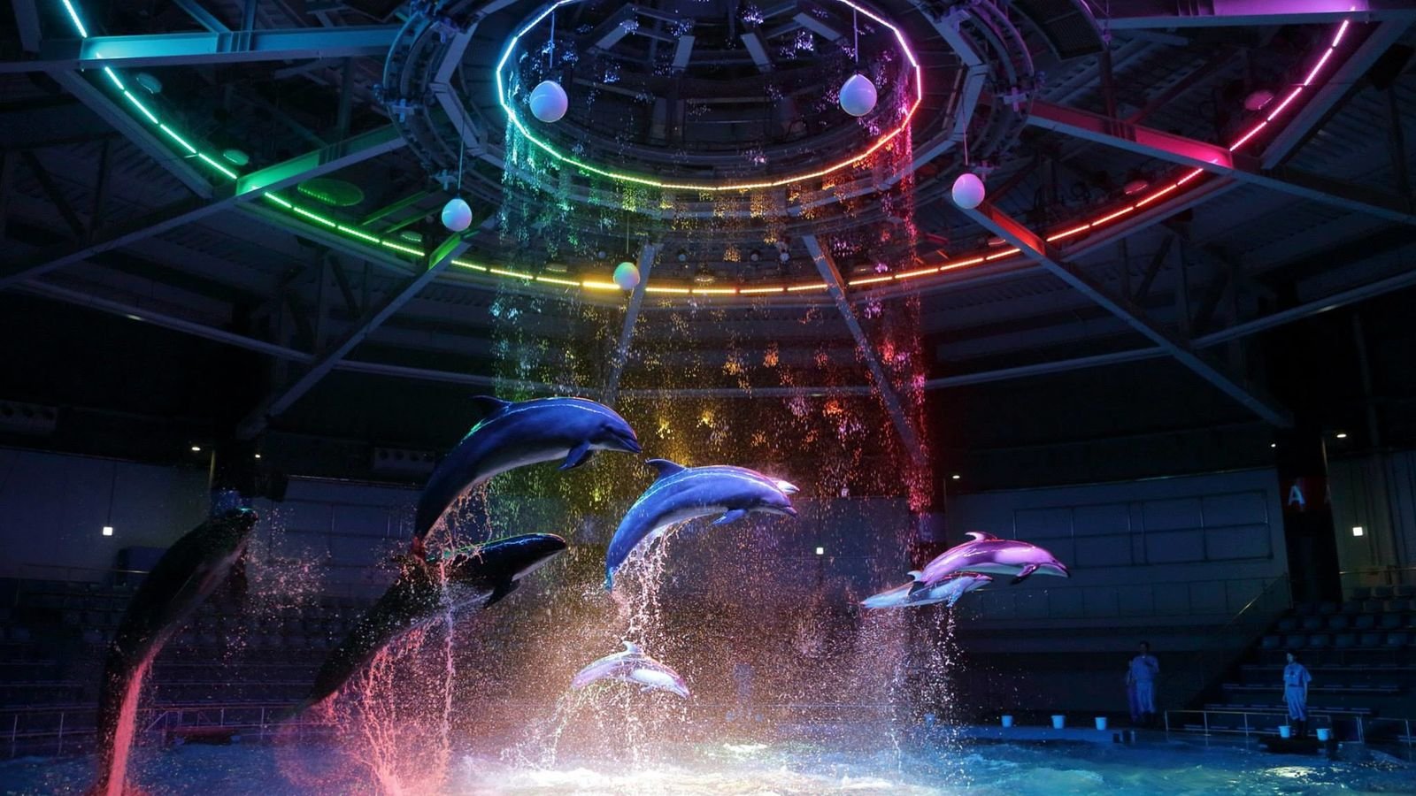 Dolphin show in a circular pool with water curtains and lights at Maxell Aqua Park Shinagawa