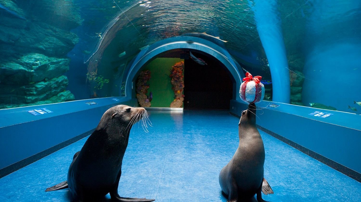Spectators watching the 360-degree dolphin performance at Maxell Aqua Park Shinagawa