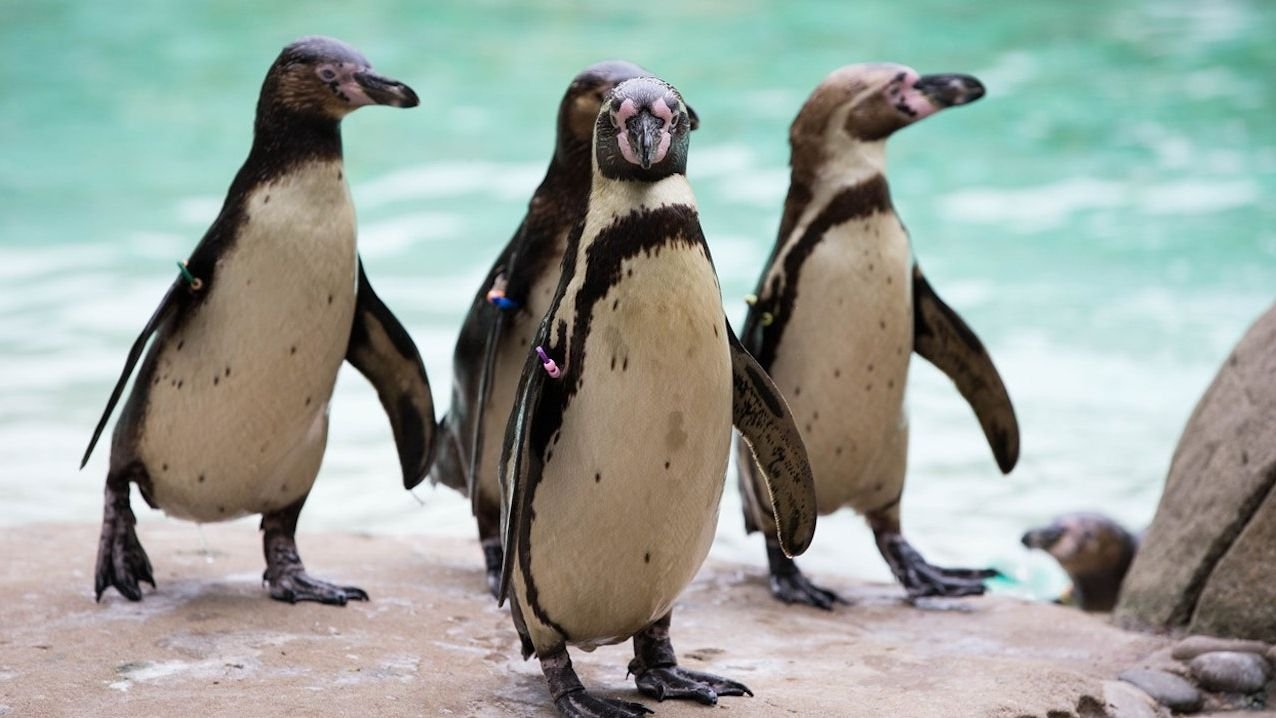 Historic Victorian architecture at London Zoo