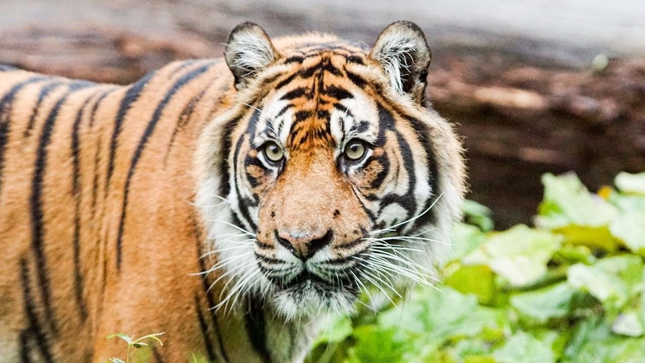 Animal exhibits across London Zoo grounds in City of Westminster