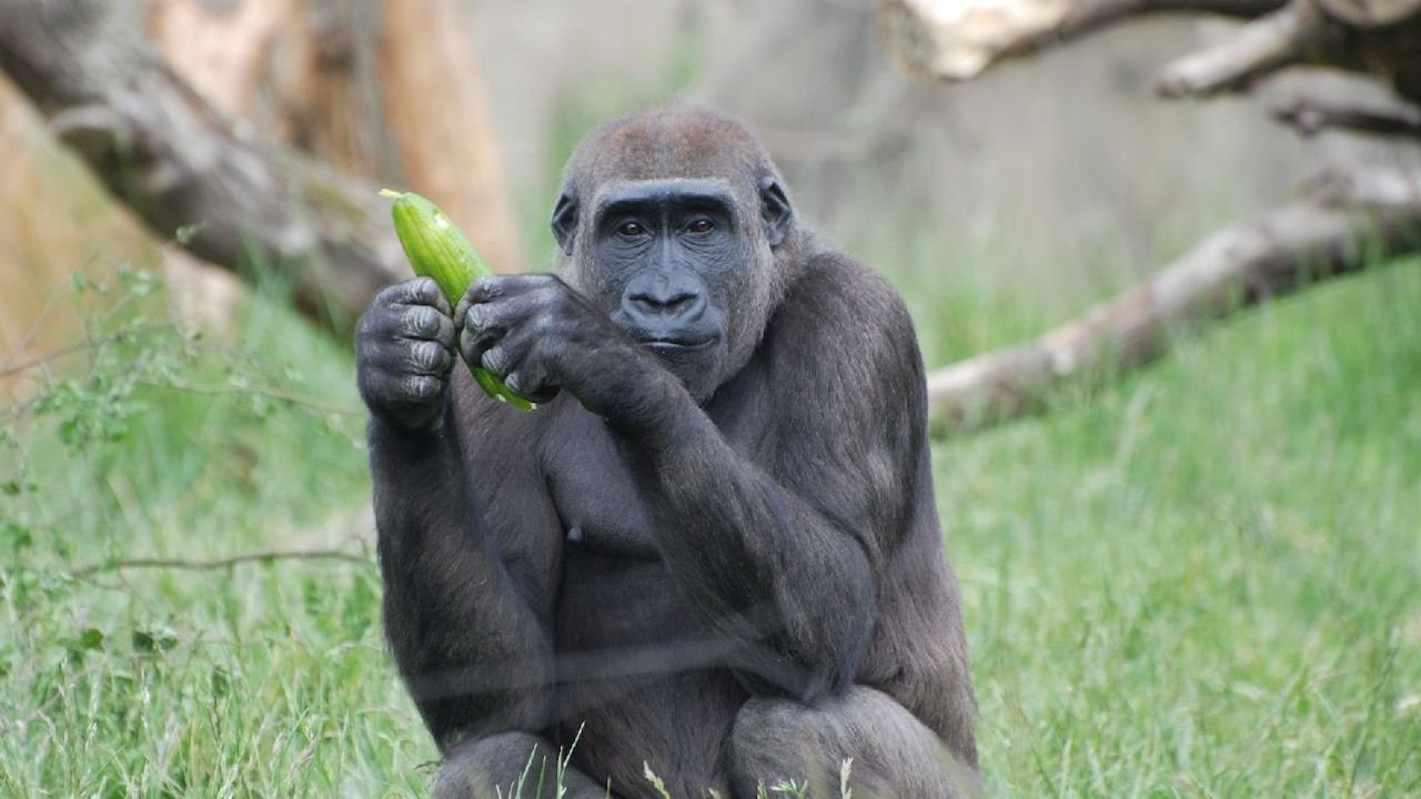 Outdoor animal habitats at London Zoo
