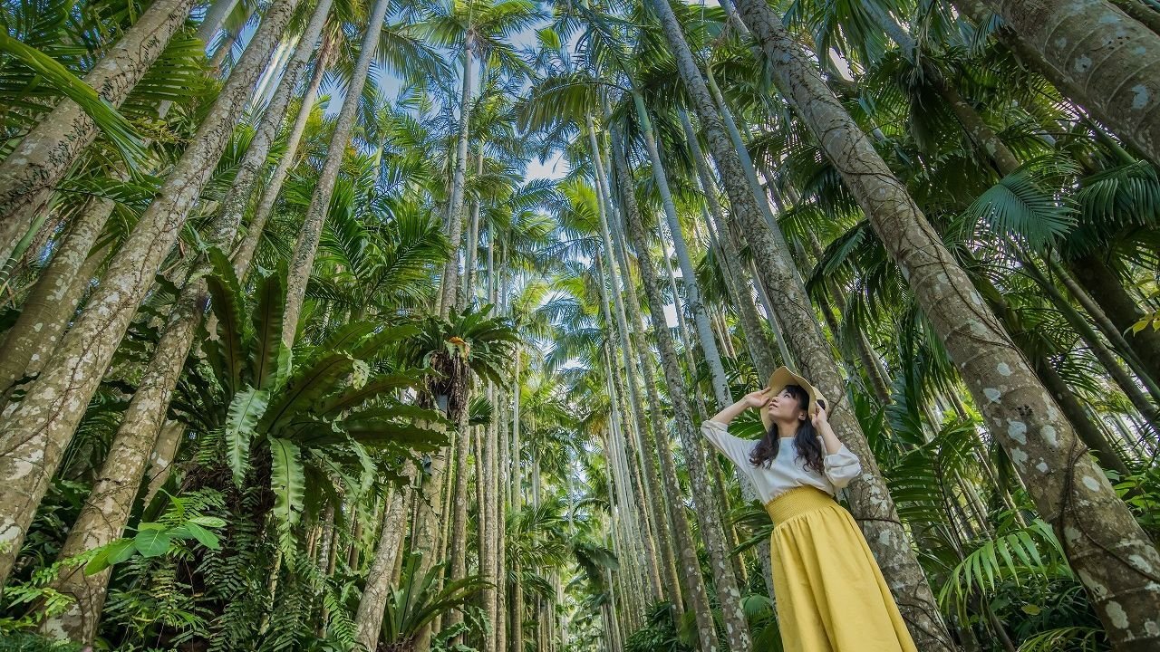 Japan's No. 1 Yusura palm-lined street at Okinawa Southeast Botanical Gardens