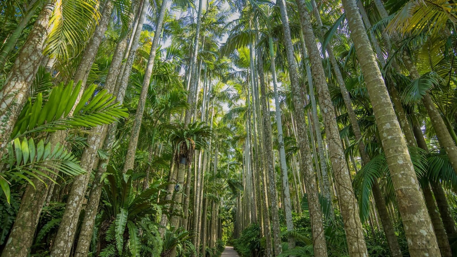 Ryuketsuju dragon blood tree at Okinawa Southeast Botanical Gardens