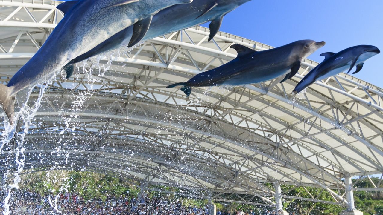 Okinawa Churaumi Aquarium marine exhibit