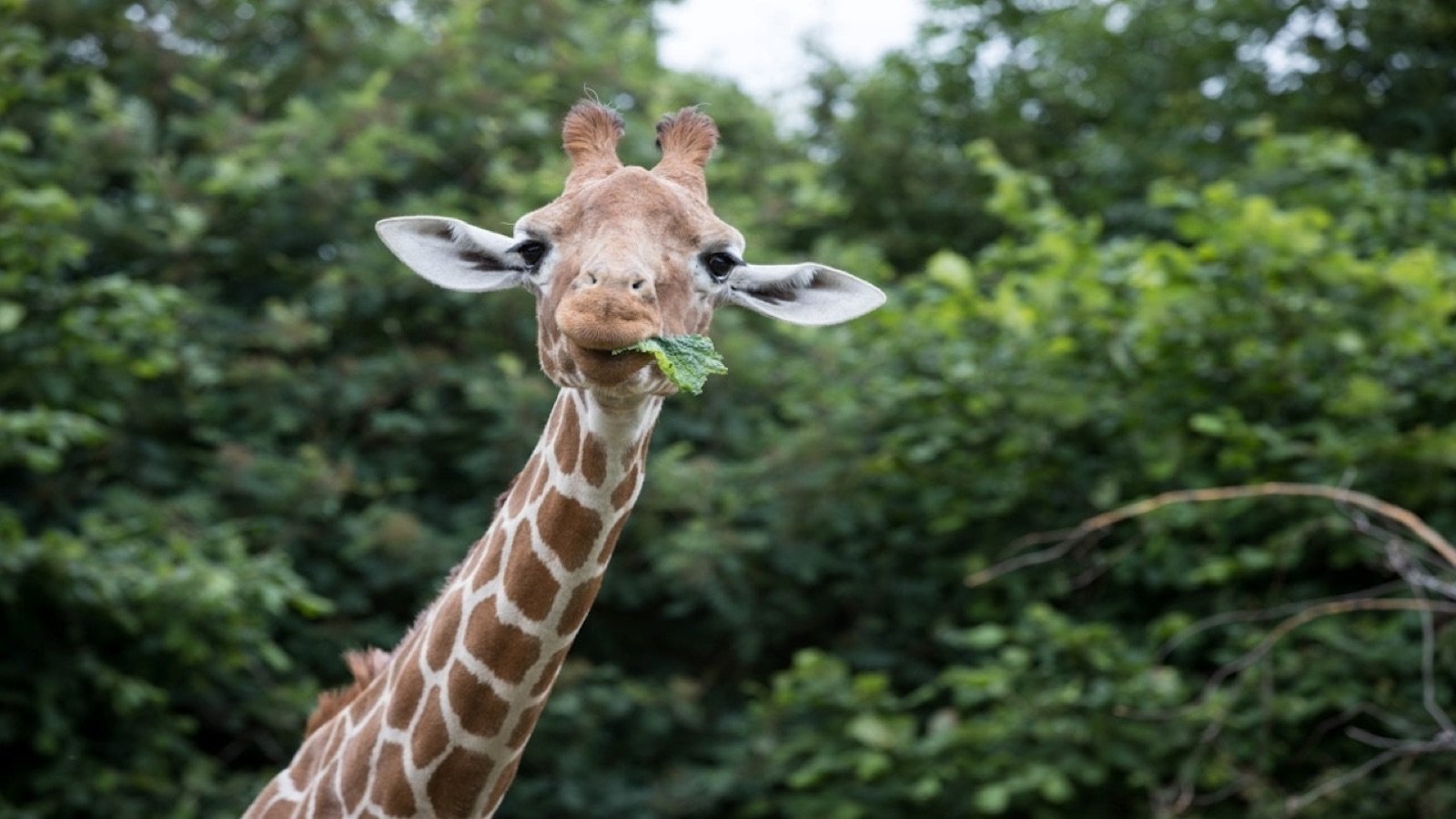 Giraffes at Giraffe Heights in ZSL Whipsnade Zoo