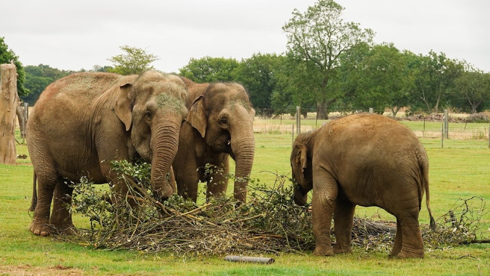 Passage Through Asia habitat at ZSL Whipsnade Zoo Dunstable