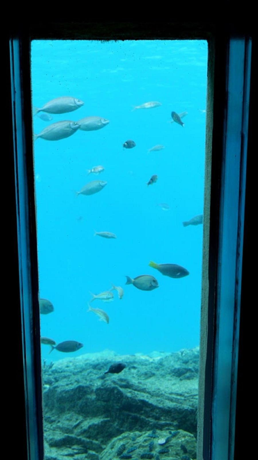 Octopus and sea snake viewing at Okinawa Miyakojima Undersea Park