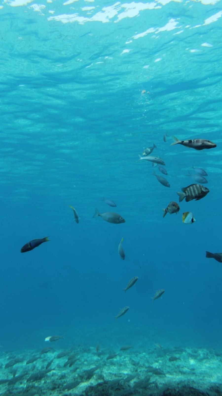 Visitors in casual clothes observing seabed marine life at Miyakojima