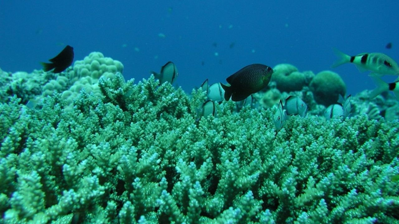 Underwater view of tropical fish seen through the boat glass windows