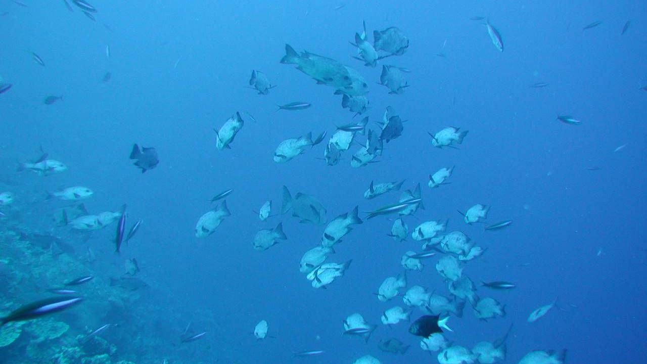 Coral reefs observed from the dry lower deck of the Orca boat