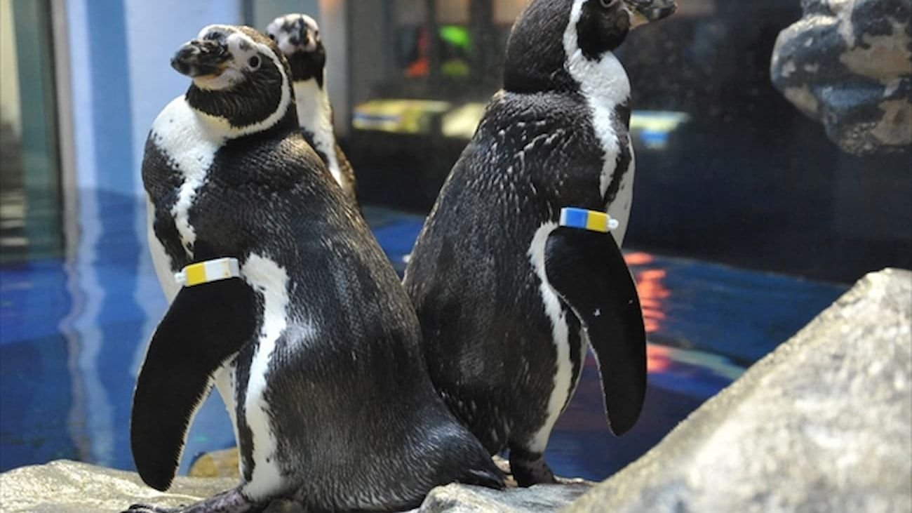 Visitors exploring the aquarium