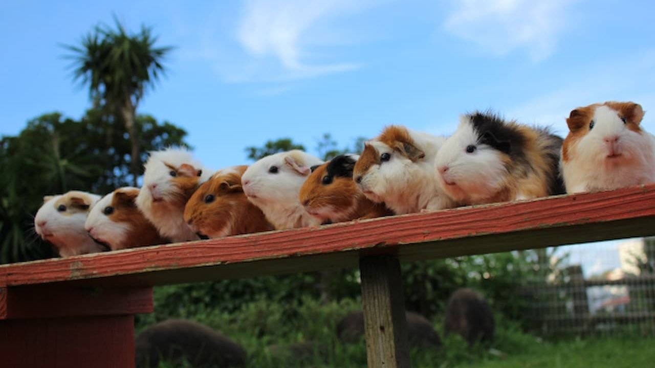 Lions and jaguars in themed animal habitats
