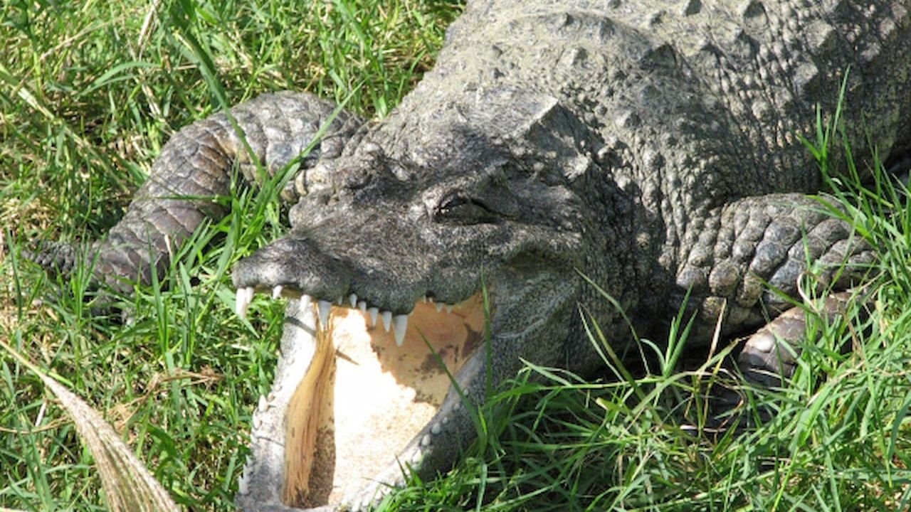 Otters and reptile exhibits at Okinawa Zoo