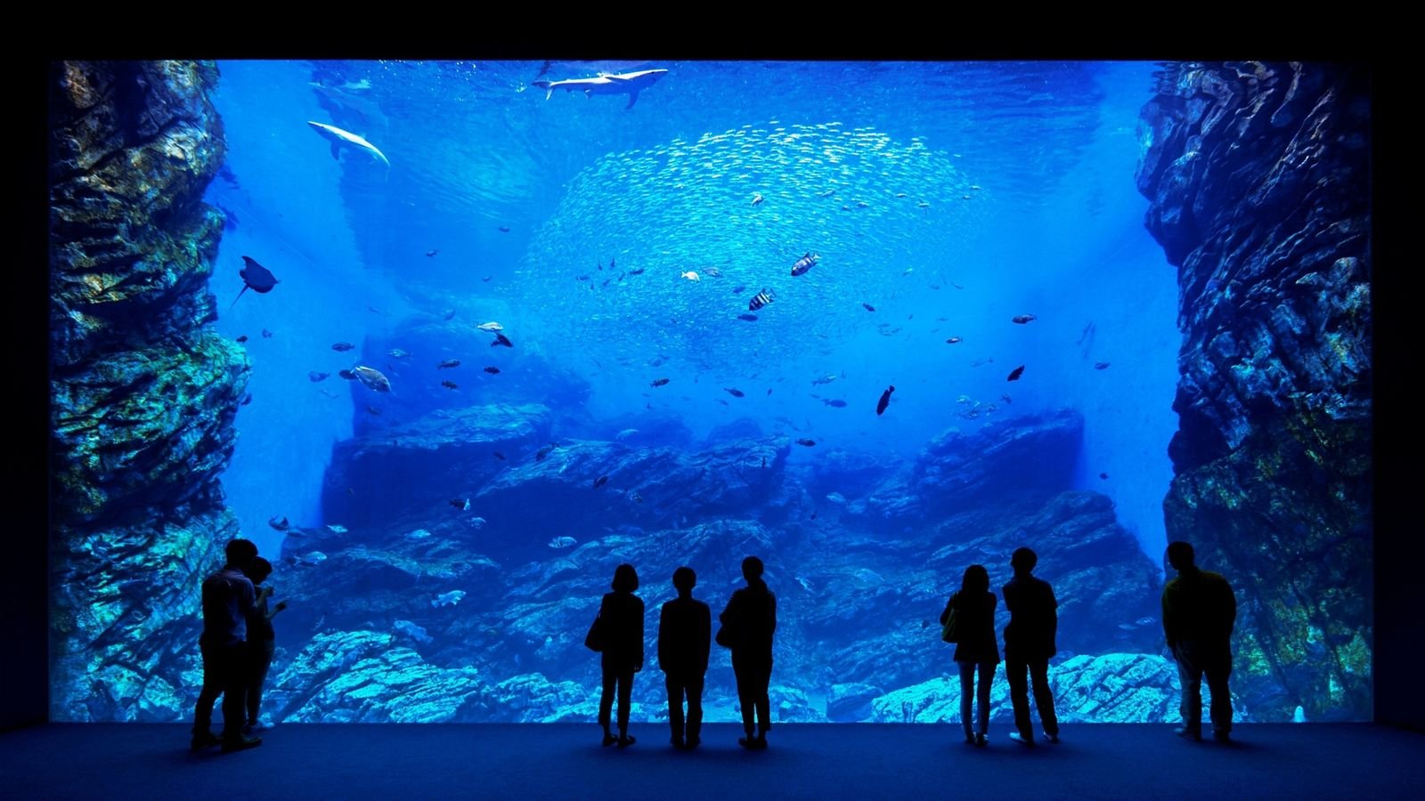 Huge ocean tank filled with diverse marine creatures at Sendai Umino-Mori Aquarium