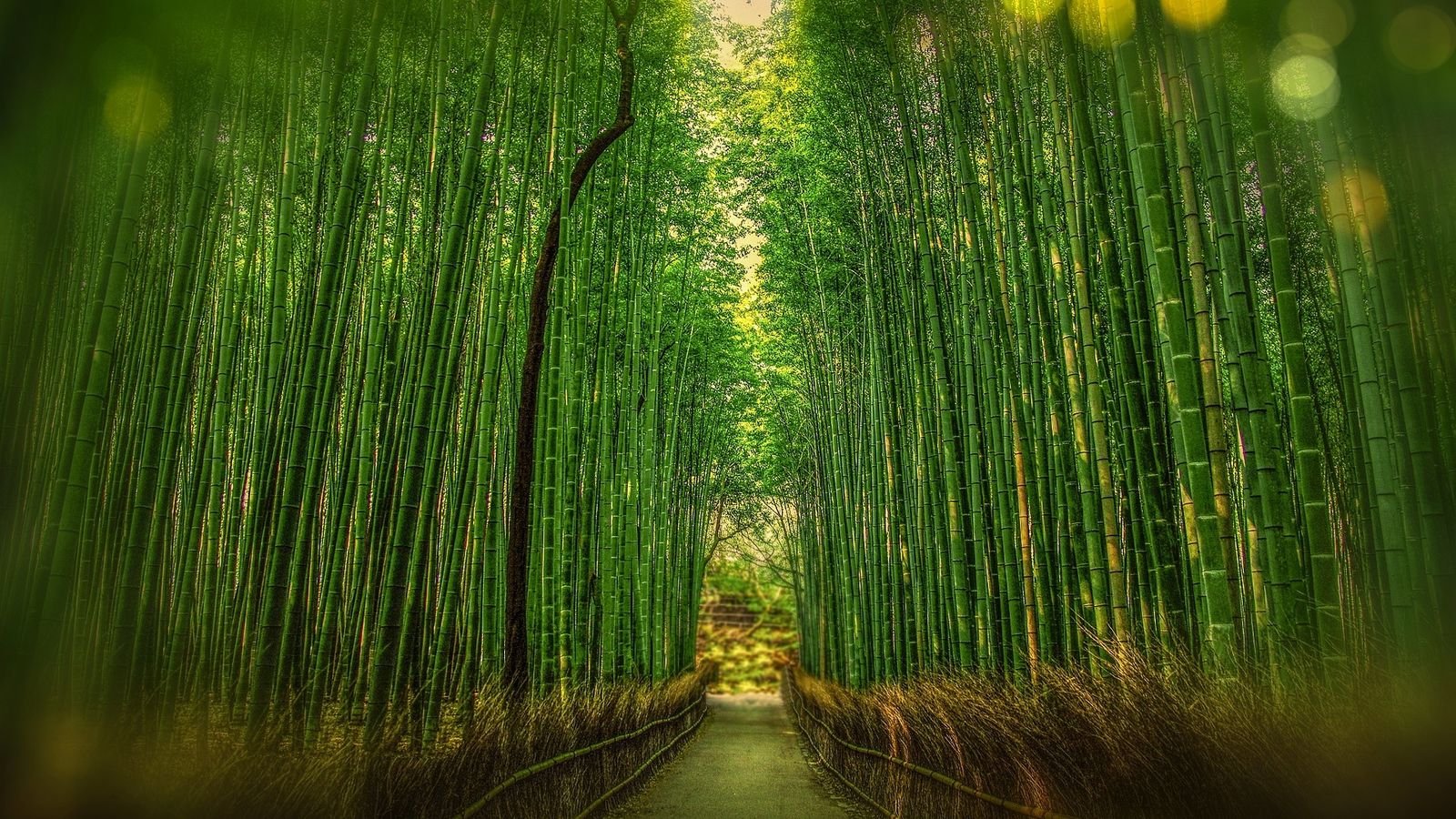 Path through Sagano Bamboo Grove lined with tall bamboo stalks