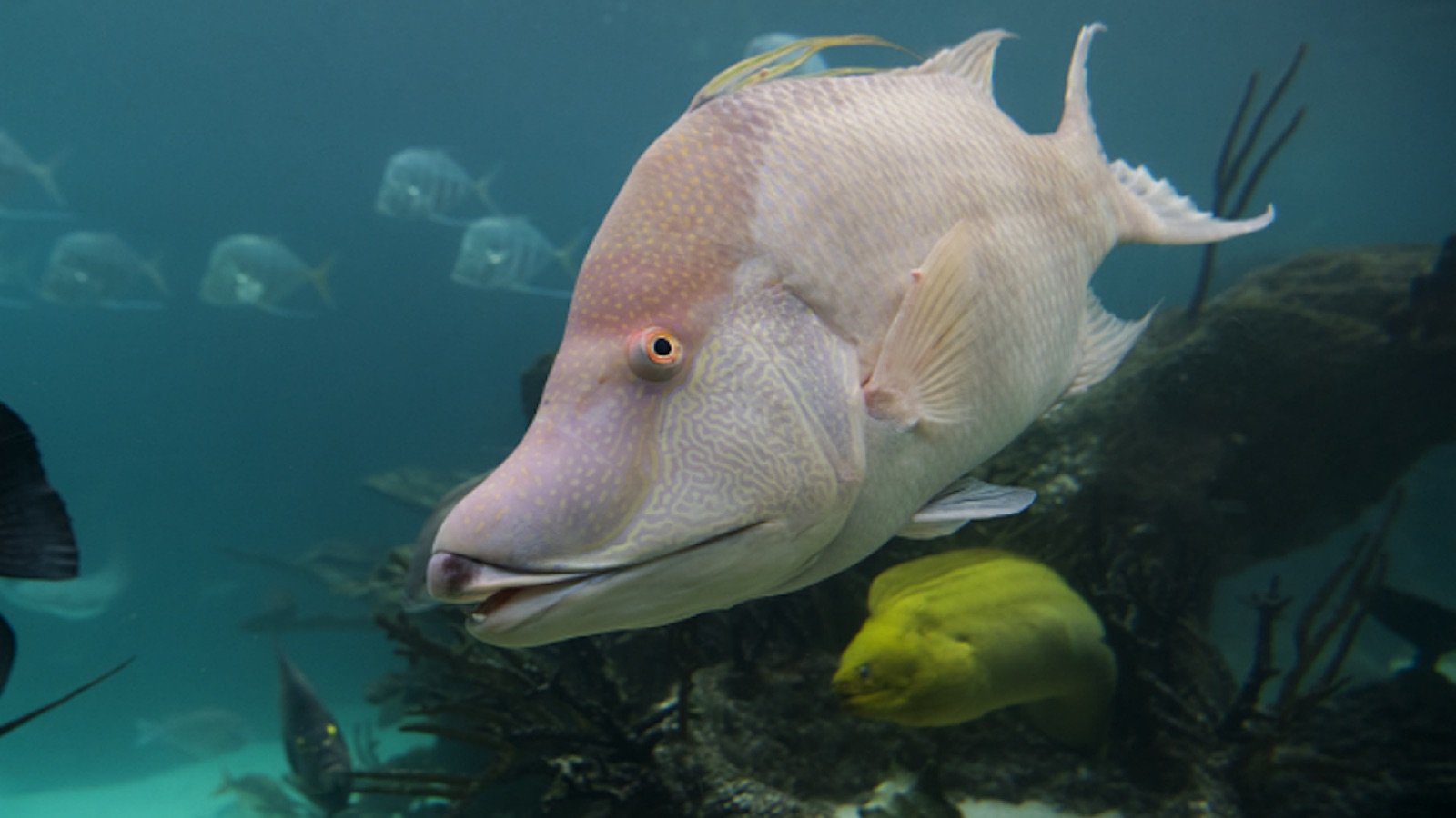 Tropical fish display at Glover's Reef