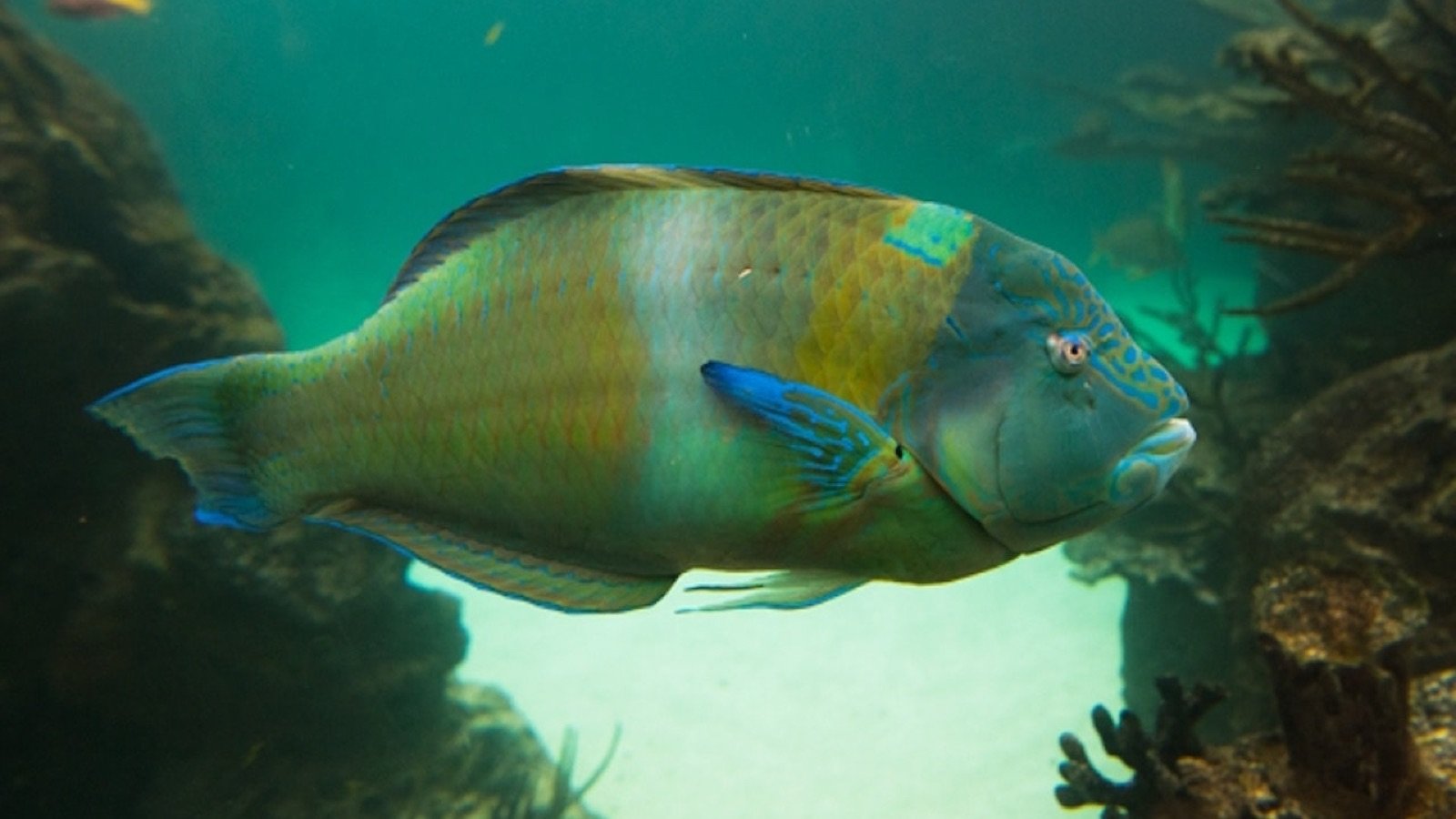 Sea lion performing at the Aquatheatre