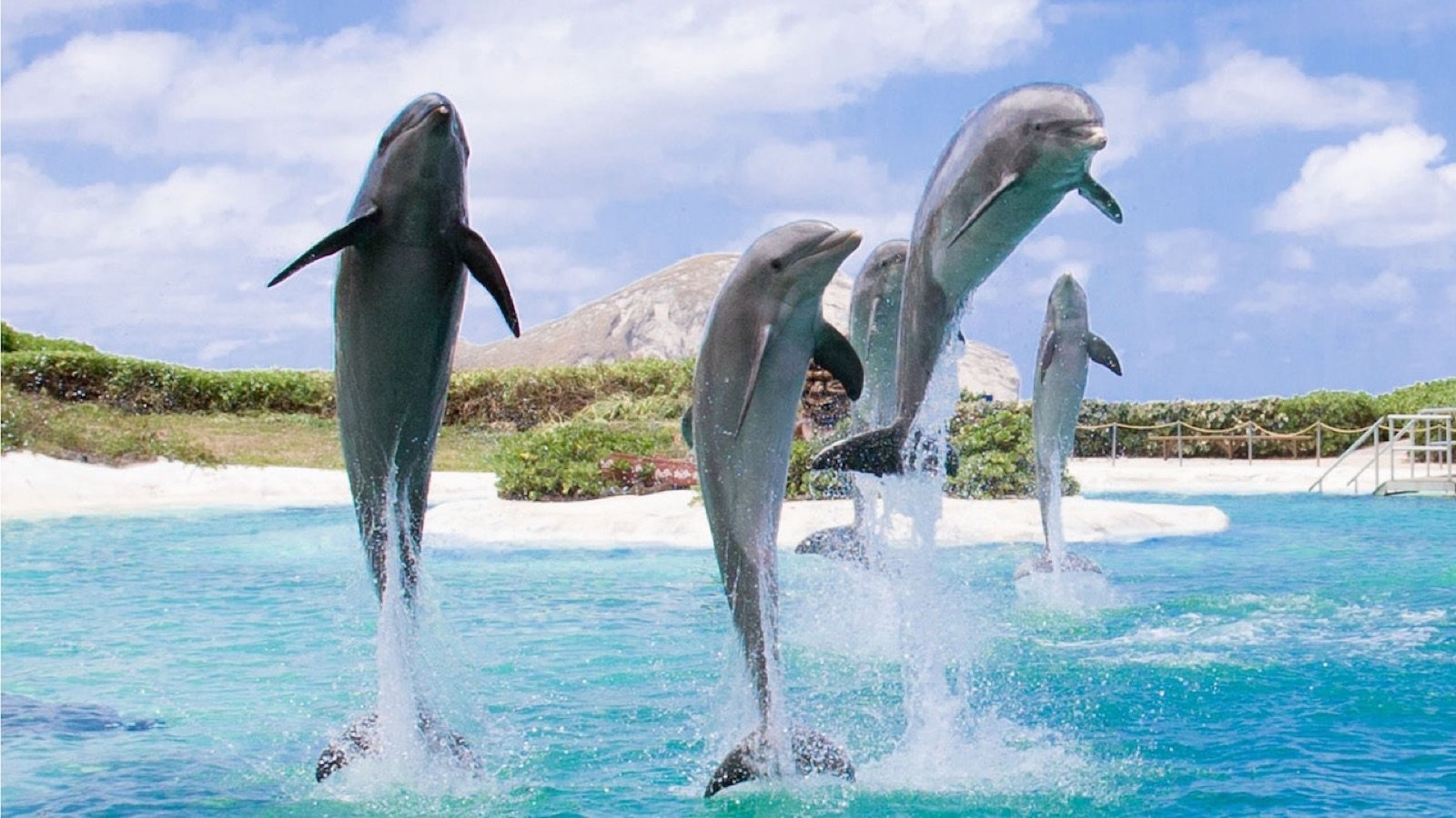 Dolphins swimming in marine habitat at Sea Life Park Hawaii