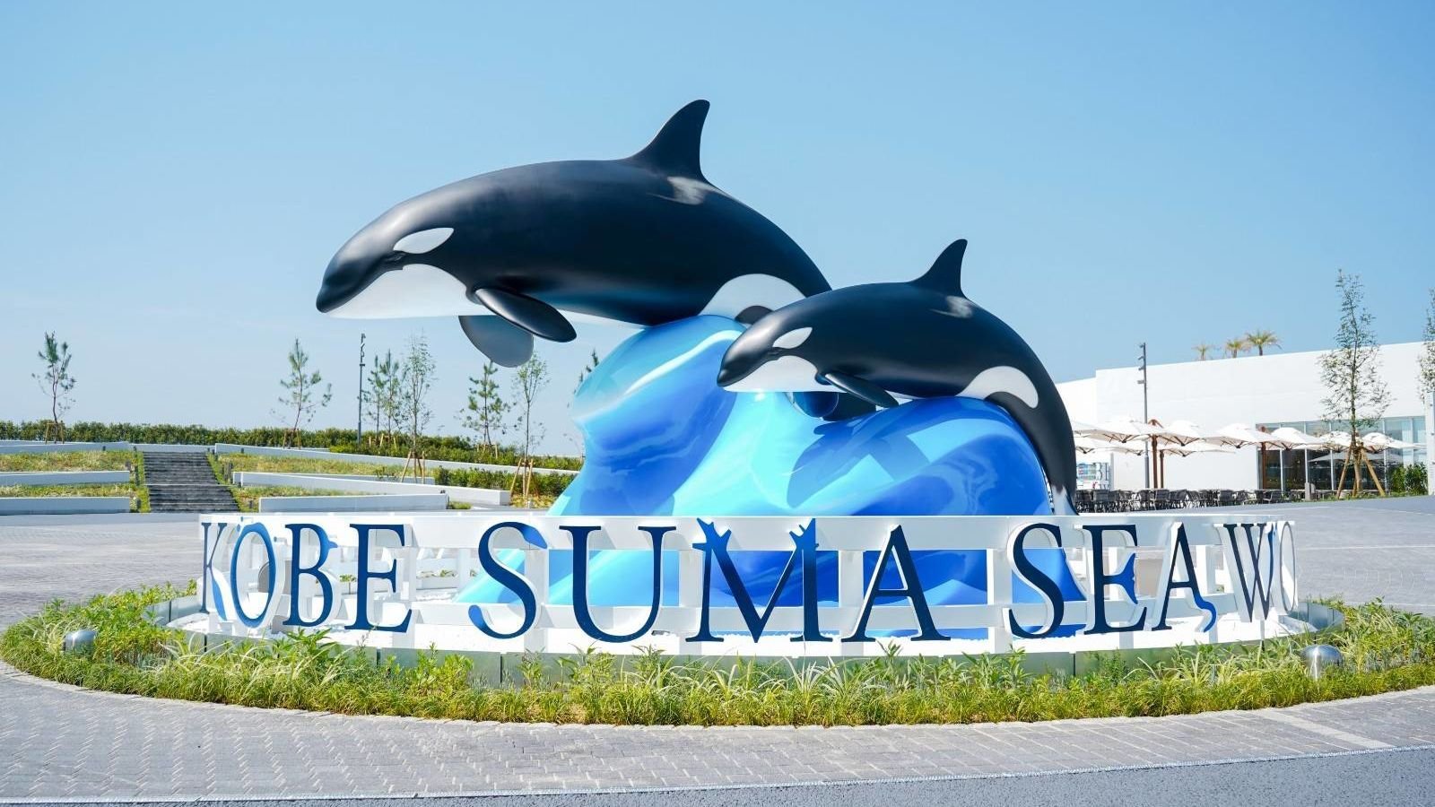 Orca performing splashes at Orca Stadium in Kobe Suma Sea World
