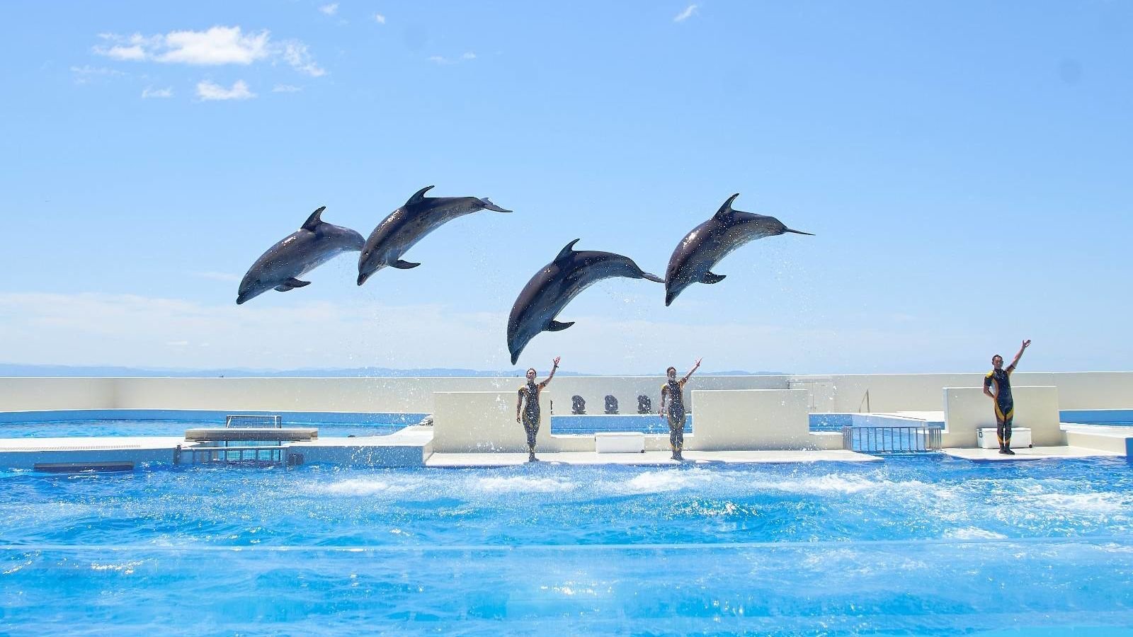 Dolphins performing in sync at Dolphin Stadium