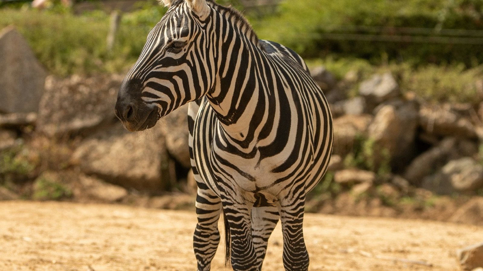 Big cats in natural habitat at Colchester Zoo