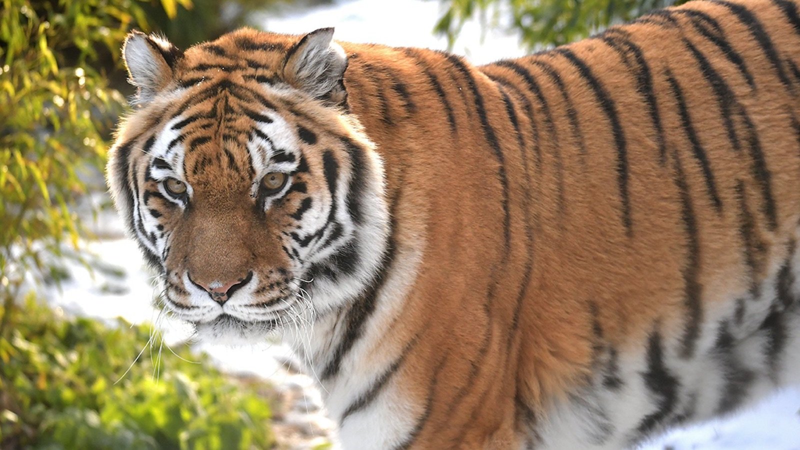 Colchester Zoo Ticket photo 5
