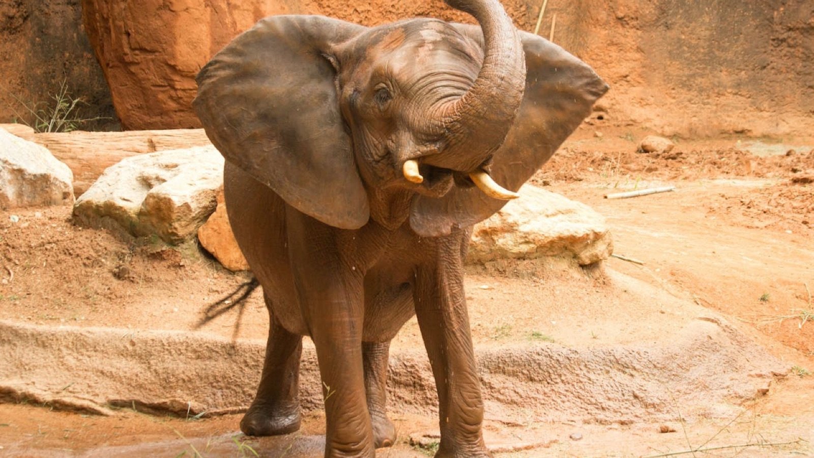Animal habitats at Zoo Atlanta