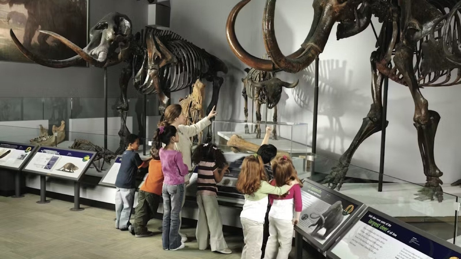 Maximo the Titanosaur cast skeleton display in the main hall