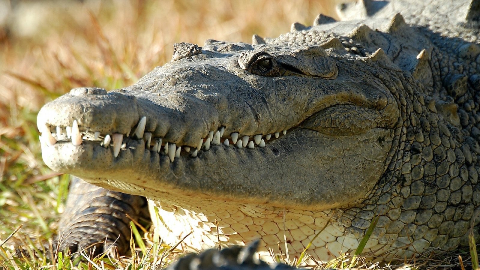 Cuban crocodile habitat at Gatorland theme park