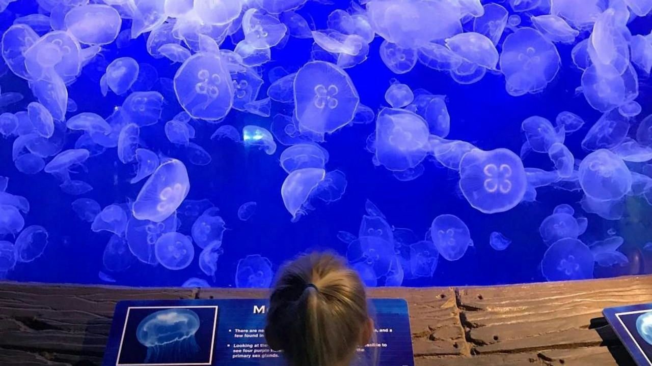 Downtown Aquarium Houston Ticket photo 5