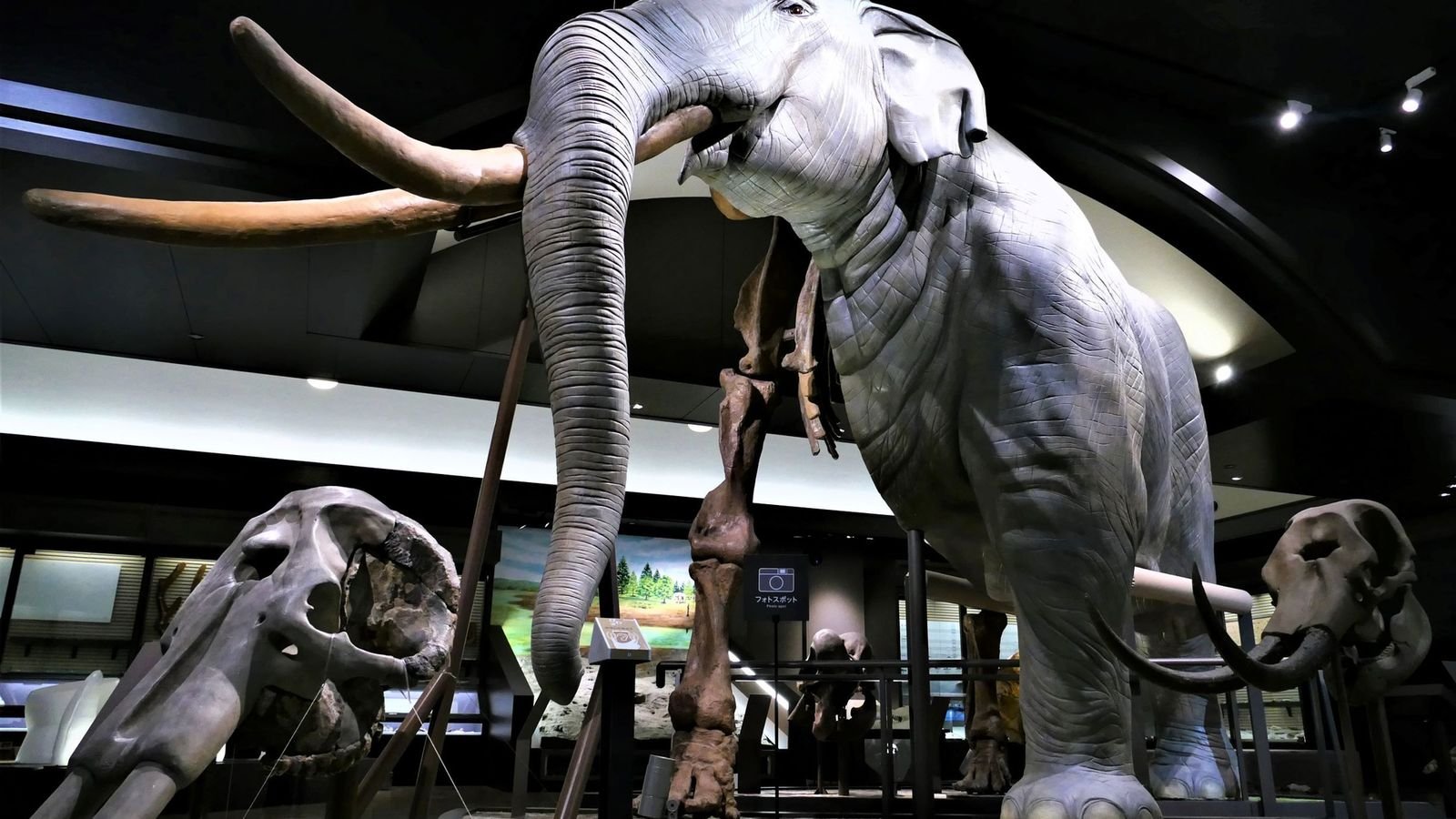 Lake Biwa Museum exhibition of fossils and reconstructed specimens