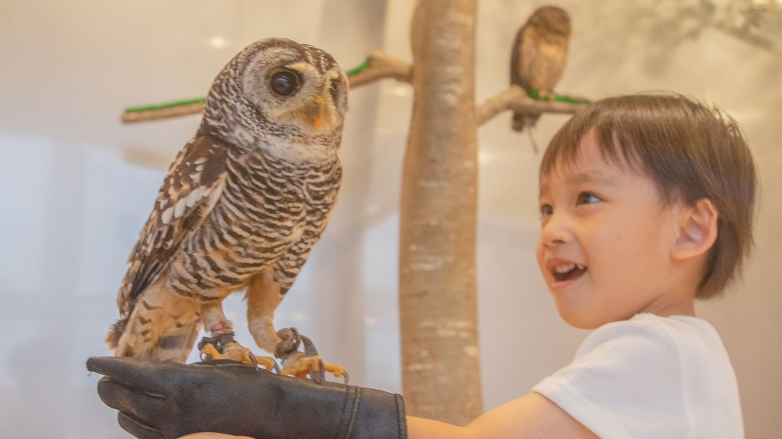 Owl perched in the indoor habitat at Moff Animal Cafe Fukuoka