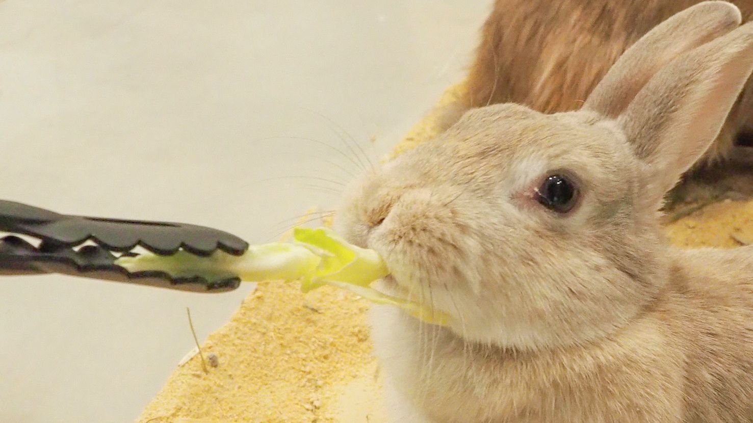 Close-up animal encounter at Moff Animal Cafe Lalaport Fukuoka