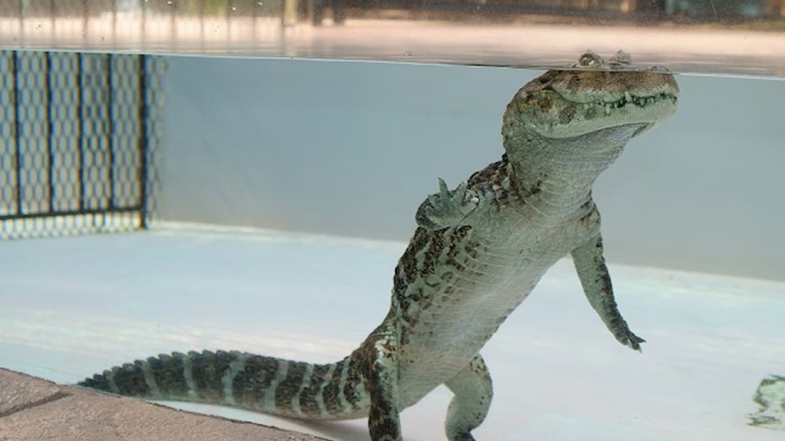 Crocodilians at Atagawa Tropical and Alligator Garden