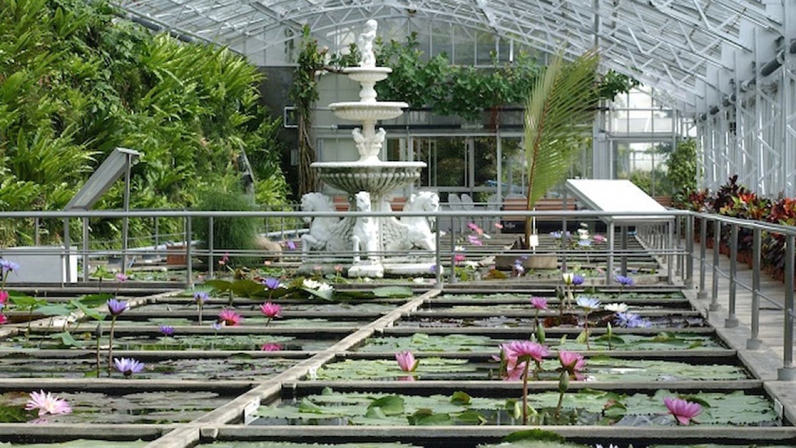 Banana plants grown with geothermal heat in Atagawa