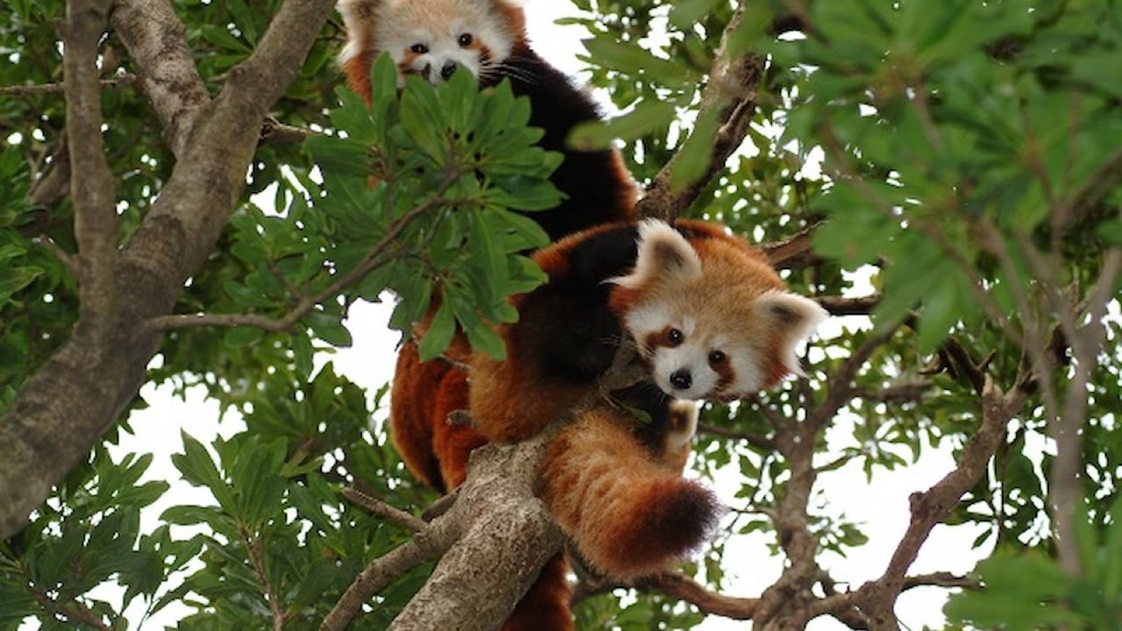 Western red panda exhibit at Atagawa Tropical and Alligator Garden