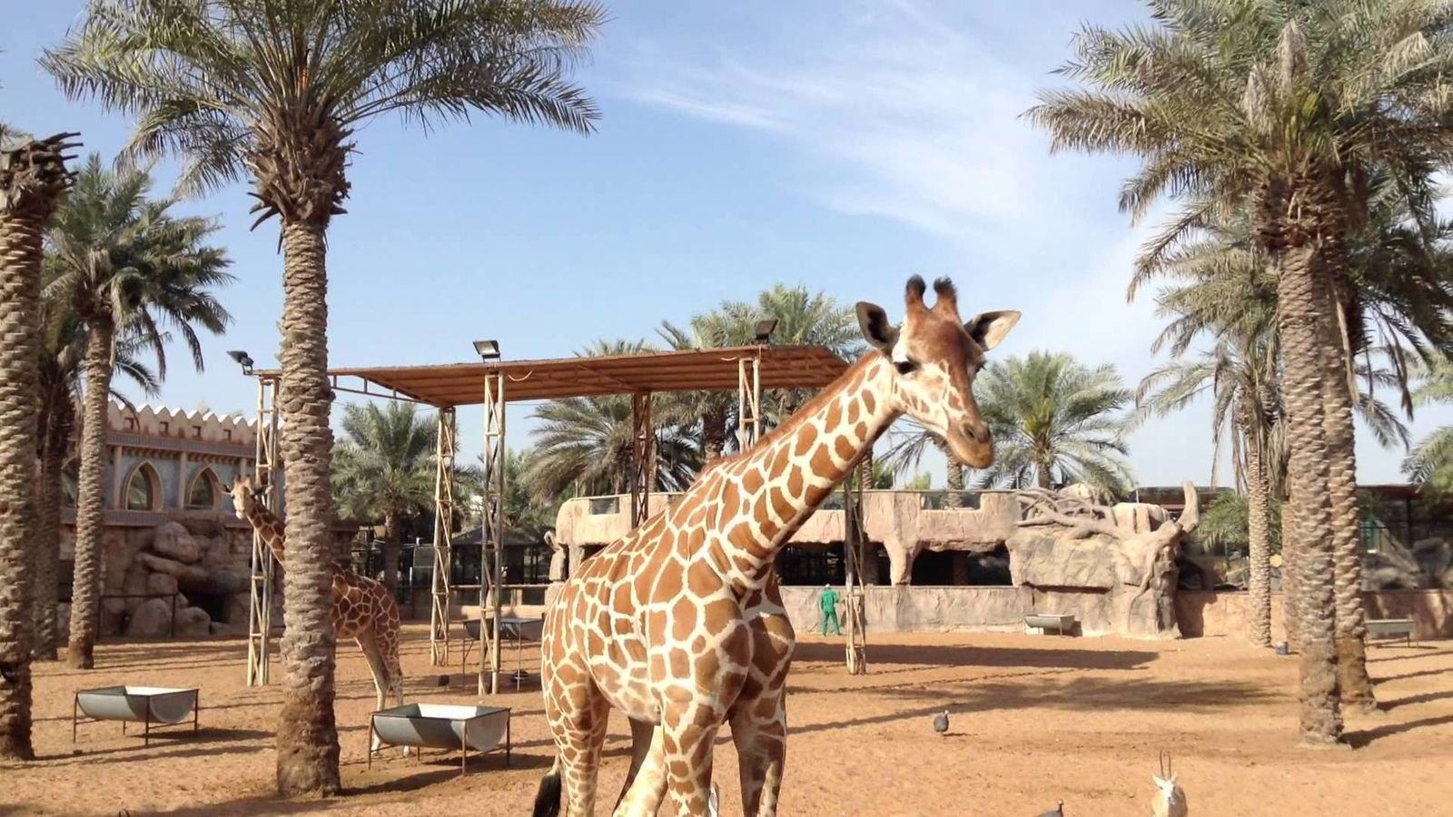 Live lion presentation at Emirates Park Zoo
