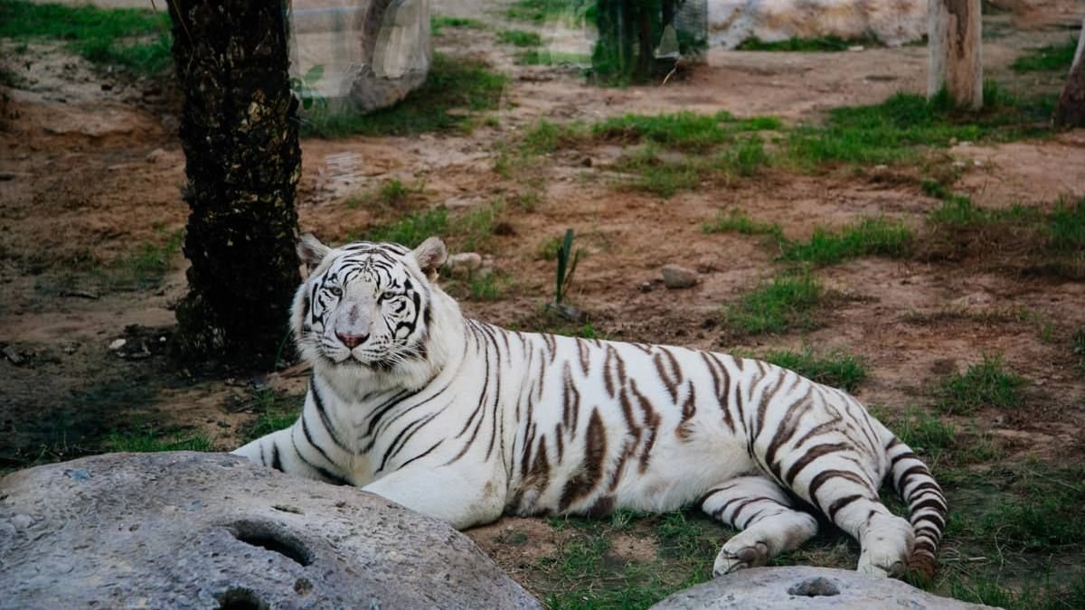 Animal wonders presentation at the zoo