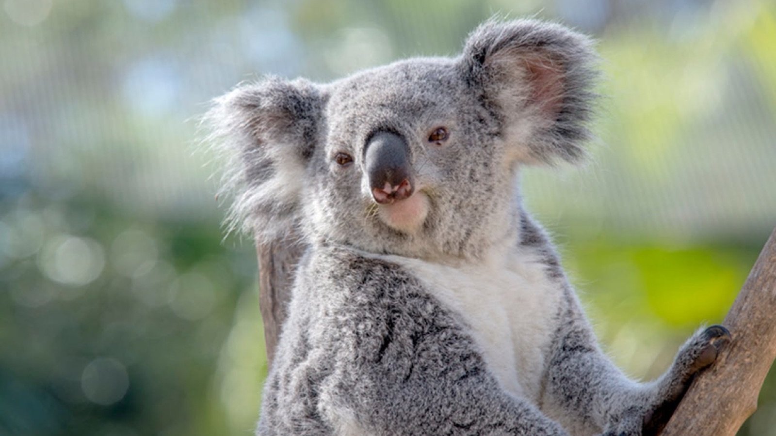 Endangered wildlife in naturalistic habitats at ZooTampa