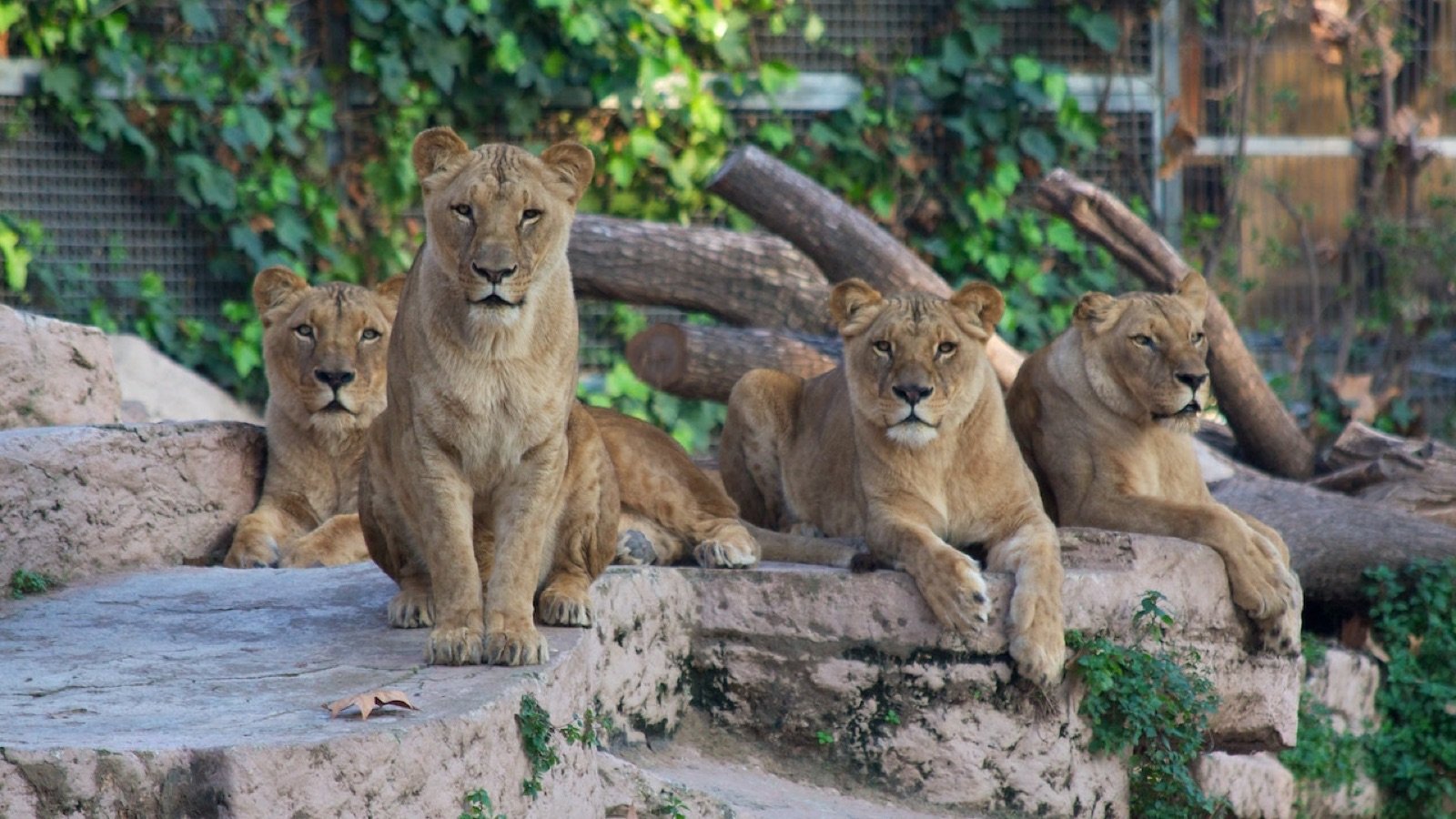 Entrance area at Barcelona Zoo