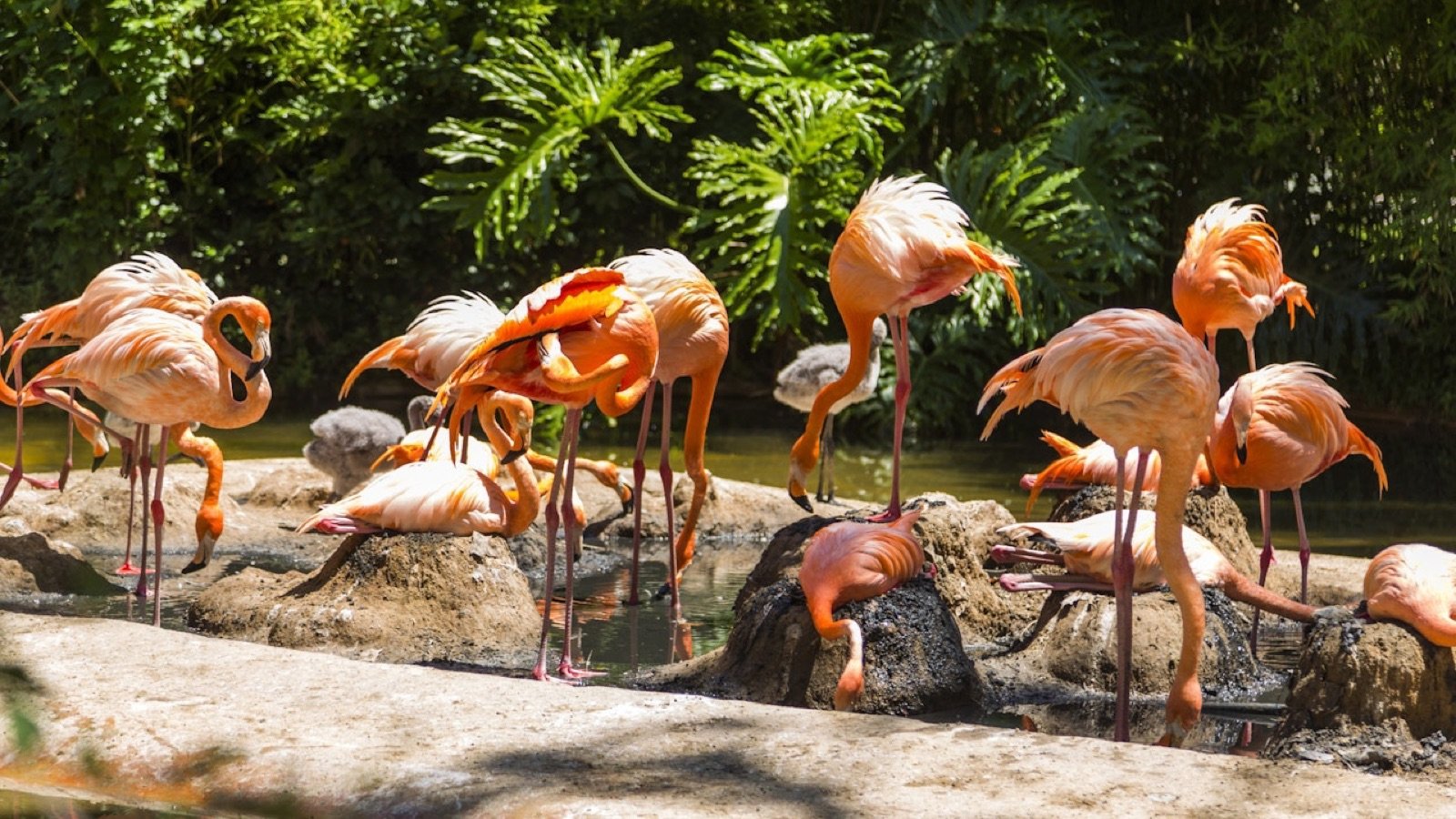 Giraffes at Barcelona Zoo