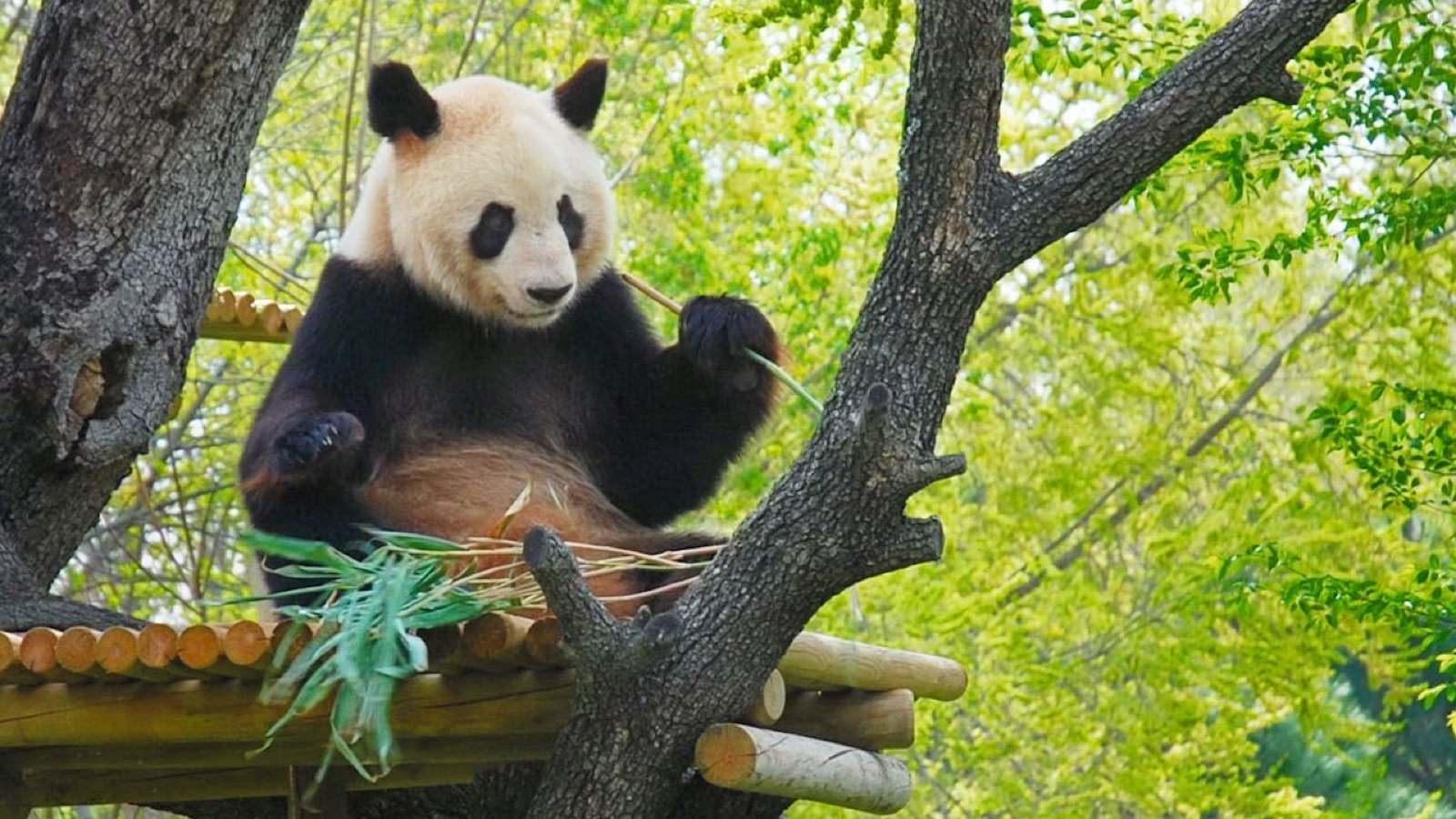 Giant pandas in their habitat at Zoo Aquarium Madrid